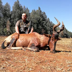 Red Hartebeest Hunt South Africa