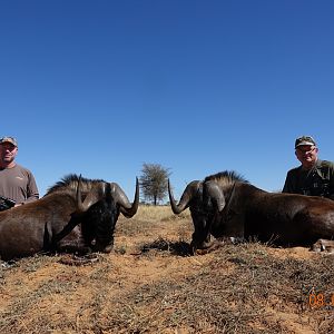 South Africa Hunt Black Wildebeest