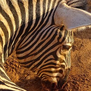 Burchell's Plain Zebra South Africa Bow Hunt
