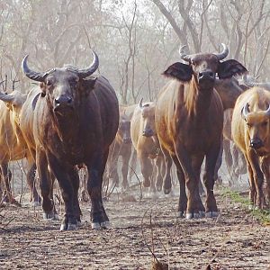 West African Savanna Buffalo in West Africa