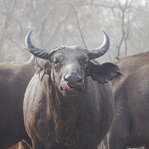 West African Savanna Buffalo in West Africa