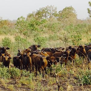 West African Savanna Buffalo in West Africa