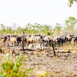 West African Savanna Buffalo in West Africa