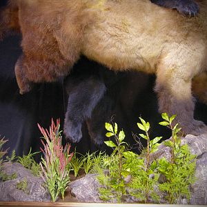 Brown Bear VS Black Bear Full Mount Taxidermy