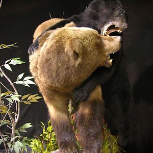 Brown Bear VS Black Bear Full Mount Taxidermy