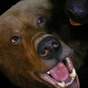 Brown Bear VS Black Bear Full Mount Taxidermy