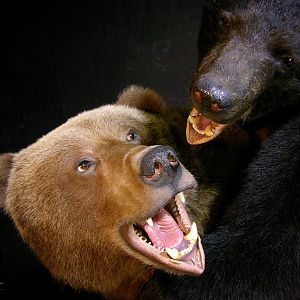 Brown Bear VS Black Bear Full Mount Taxidermy