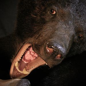 Brown Bear VS Black Bear Full Mount Taxidermy