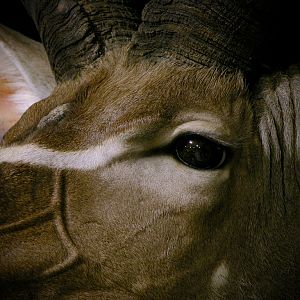 Gemsbok & Kudu Double Pedestal Taxidermy