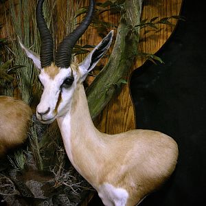 Springbok Slam Shoulder Mount Taxidermy