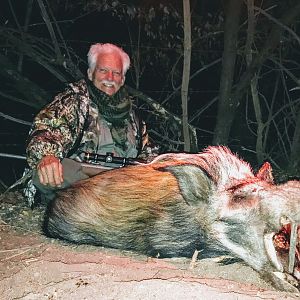 South Africa Bushpig  Hunting