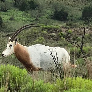 Scimitar Oryx