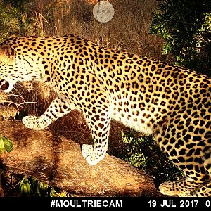 Leopard Trail Cam Tanzania