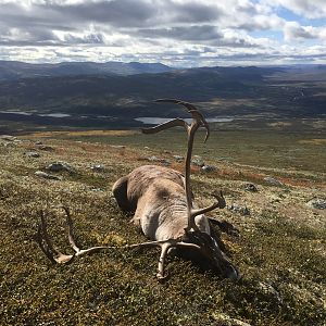 Reindeer Hunt Norway