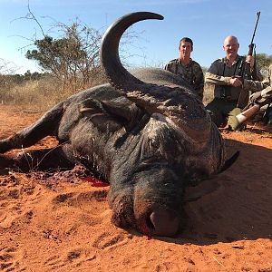 Cape Buffalo South Africa Hunt