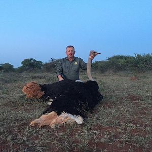 South Africa Ostrich Hunt