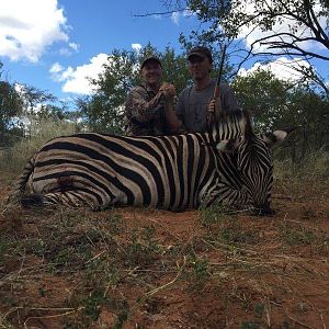 South Africa Burchell's Plain Zebra Hunting