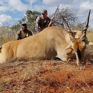 South Africa Hunting Eland