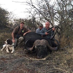 Cape Buffalo South Africa Hunt