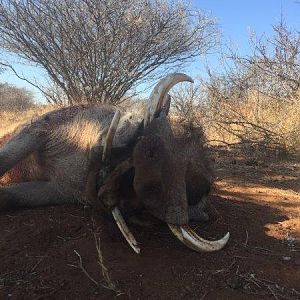 South Africa Warthog Hunt