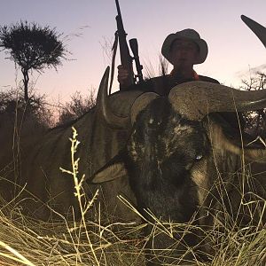 South Africa Blue Wildebeest Hunting