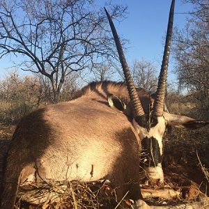 Hunt Gemsbok South Africa