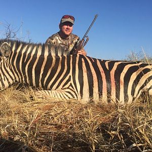 South Africa Burchell's Plain Zebra Hunting