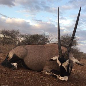 Hunt Gemsbok South Africa