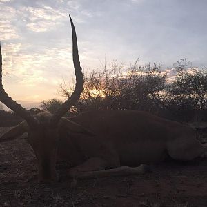 Hunting Impala South Africa