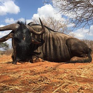 South Africa Blue Wildebeest Hunting