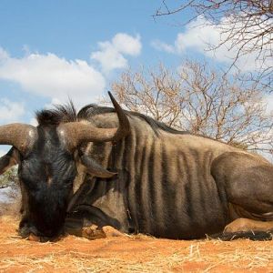 South Africa Blue Wildebeest Hunting