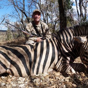 South Africa Burchell's Plain Zebra Hunting