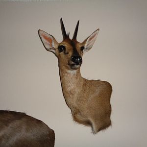 Duiker Shoulder Mount Taxidermy