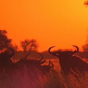 sunset wildebeest