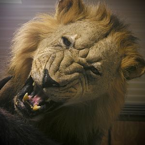 Behind The Scenes Lion & Cape Buffalo Full Mount Taxidermy