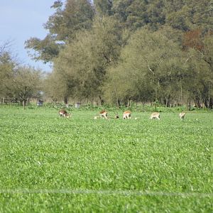 BlackBuck Argentina