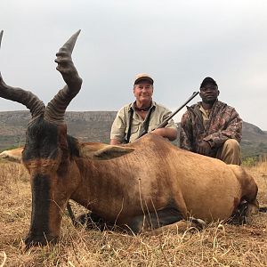 South Africa Red Hartebeest Hunt