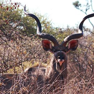 Big Kudu bull