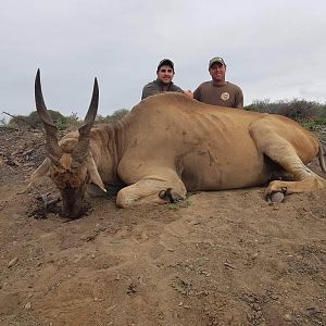 South Africa Hunting Eland