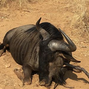 Blue Wildebeest Hunting Namibia