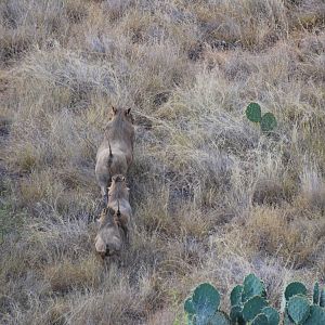 South Texas Warthogs