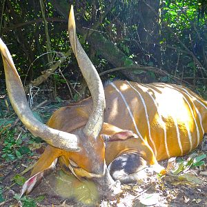 Congo Bongo Hunting