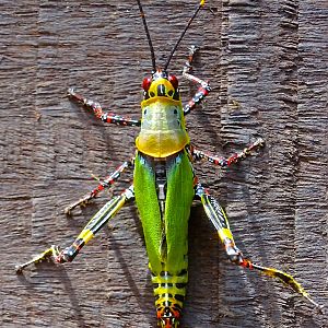 Congo Insect | AfricaHunting.com