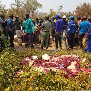 Zimbabwe Elephant Meat