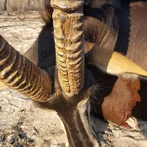 Hunt Sable Antelope Zimbabwe