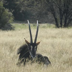 Sable Antelope South Africa