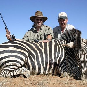 South Africa Burchell's Plain Zebra Hunting