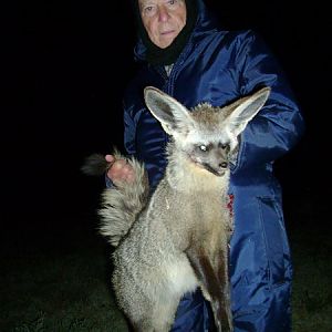 Bat-eared Fox South Africa Hunt