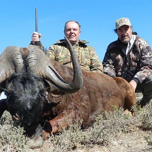 Hunt Black Wildebeest South Africa