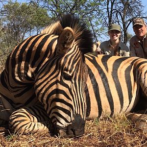 South Africa Burchell's Plain Zebra Hunting